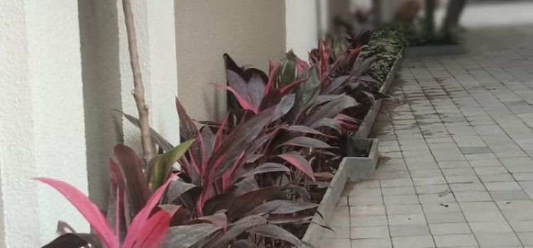 Parking Lobby Tree Plant 2